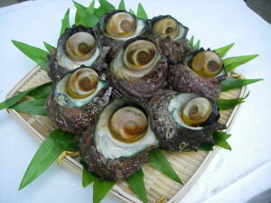 �y�V�ň��l�ɒ���!!�V�R�T�U�G�@���{�C����V�N�ȃv���v���T�U�G�����͂��I��1kg(8�`15��)