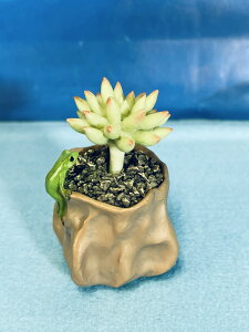 Ay^ AV[Y | z ~͂ɃJG ɋA N u i  CeA IuVF 