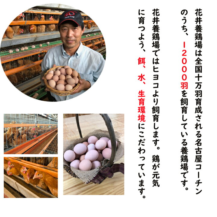 楽天市場 農場直送 濃厚な味わい 純系 名古屋コーチン卵 50個入り 愛知県産 こく 鶏 ニワトリ にわとり たまご 花井養鶏場 送料無料 両総屋