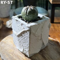 楽天市場】ユーフォルビア オベサ（観葉植物｜花・観葉植物）：花 