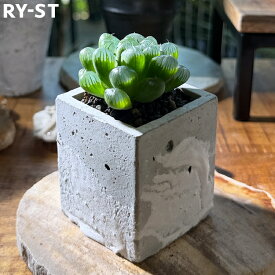 ハオルチア オブツーサ Haworthia obtusa 陶器鉢 植木鉢 LW＆Soil セット多肉植物 観葉植物 ハオルシア 軟葉系 クリスタル ジュエル プラント 植物 希少 レア プランツ ミニ ギフト プレゼント ボタニカル 水晶 la broto ラ・ブロト desert reason デザートリーズン