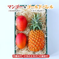 【ギフト最大限対応】【化粧箱入り】沖縄県産アップルマンゴー＆大玉ゴールドバレル 2玉(660g以上)＆1玉(…