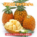 【訳あり】沖縄県産サンドルチェ(新品種パイナップル)2.4kg(2～5玉)【全国送料無料】糖度はなんと19度 ゆがふとサマー…