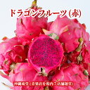 【送料無料・即発送可】沖縄県産ドラゴンフルーツ(赤) 2kg(4～8玉)レッドピタヤ 食物繊維が豊富 無添加 沖縄 フルーツ…