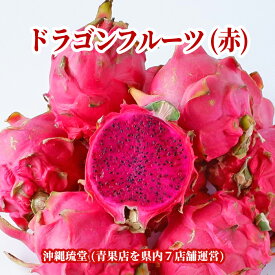 【送料無料・即発送可】沖縄県産ドラゴンフルーツ(赤) 1kg(2～4玉)レッドピタヤ 食物繊維が豊富 無添加 沖縄 フルーツ 新鮮直送