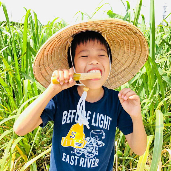 オープニング 大放出セール 送料無料 沖縄県産 生さとうきび サトウキビ 食用 400gパック 5 Dprd Jatimprov Go Id オープニング 大放出セール 送料無料 沖縄県産 生さとうきび サトウキビ 食用 400gパック 5 Dprd Jatimprov Go Id