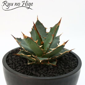 アガベ　オテロイAgave Oteroi 5号 5号鉢 観葉植物 人気 現品 レア 稀少