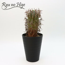 ユーフォルビア ステリスピナ（群星冠）Euphorbia stellispina現地球株発根済み塊根植物 ユーフォルビア 夏型 観葉植物 人気 稀少 レア