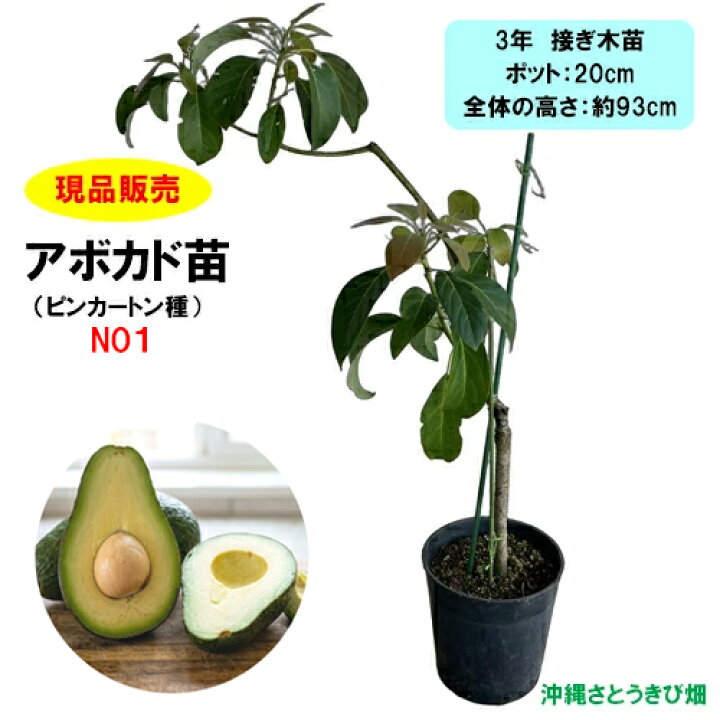 楽天市場】【現品販売】アボカド苗 ピンカートン種 接木苗 NO1 |沖縄 