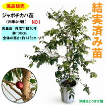 楽天市場】ジャボチカバ 大葉の通販