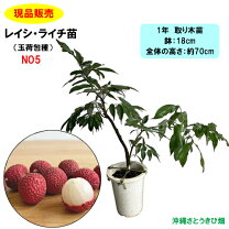 楽天市場】ライチ 玉 荷包 苗の通販