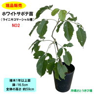 【現品販売】ホワイトサポテ苗　ライニキコマーシャル種　接木1年以上苗　NO2　59cm　　　　　|沖縄 果物…