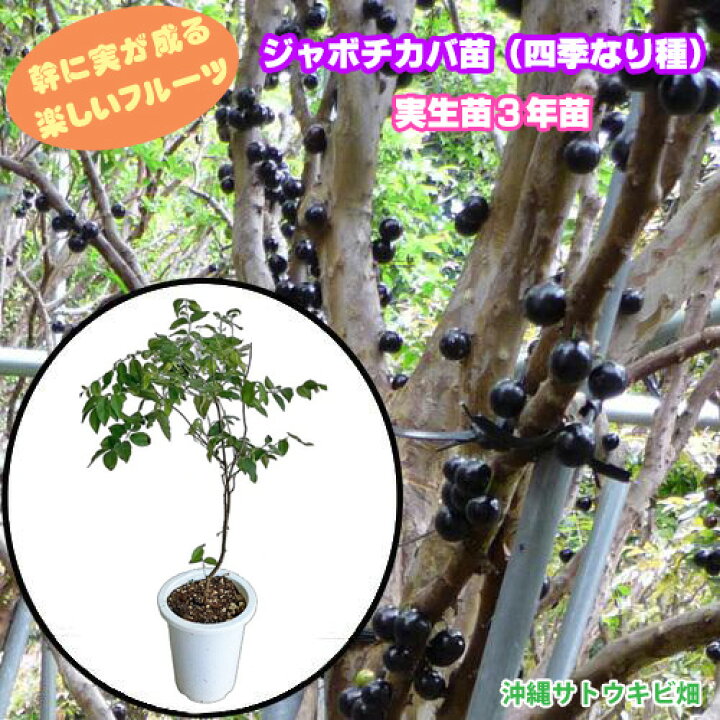 楽天市場】ジャボチカバ苗（四季なり種）実生苗3年苗 |沖縄 果物 果実 