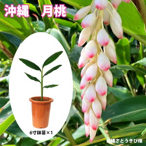 ����(�Q�b�g�E)6�����c |���� �T���j�� �n�[�u �V���E�K�� ���ϐ� ������ ���悯 ���[�`�[ ������ �V�F���W���W���[