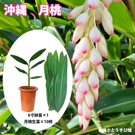 月桃(ゲットウ)6寸鉢苗と月桃の生葉（未洗浄）10枚セット　|沖縄 サンニン ハーブ ショウガ科 化粧水 虫除け 虫よけ ムーチー 月桃茶 シェルジンジャー