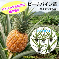ピーチパイン苗　ポット苗(パイナップル苗)×5鉢　 | 沖縄 果物 果実 フルーツ 南国 デザート おやつ 甘…