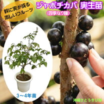 楽天市場】ジャボチカバ 大葉の通販