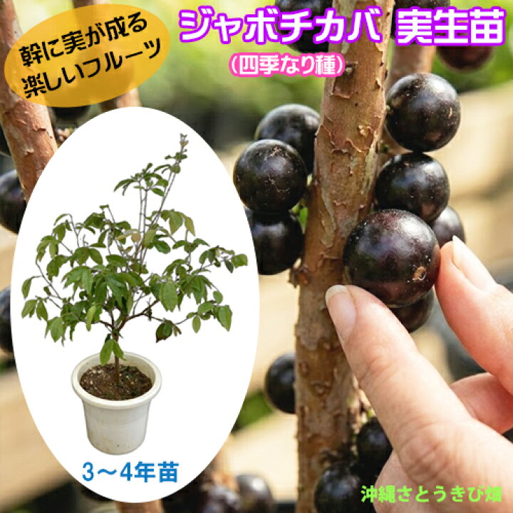 楽天市場】ジャボチカバ苗（四季なり種）実生苗 3-4年苗 |沖縄 果物 