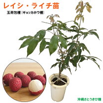 楽天市場】レイシ 苗の通販