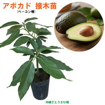 楽天市場】アボカド 苗の通販
