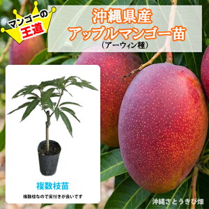 ���ꌧ�Y�@�A�b�v���}���S�[�c�i�A�[�E�B����j�ږؕc�@�����}�@12cm�|�b�g�@|���� �ʕ� �ʎ� �t���[�c �썑 �f�U�[�g ����� �Â� ���ƍ؉� �ƒ�؉� �Ƃ낯��H�� �Z���ȊÂ� �M�t�g ���
