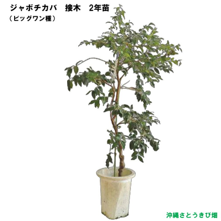 楽天市場】ジャボチカバ苗 （ビッグワン種）接木苗 |沖縄 果物 果実 