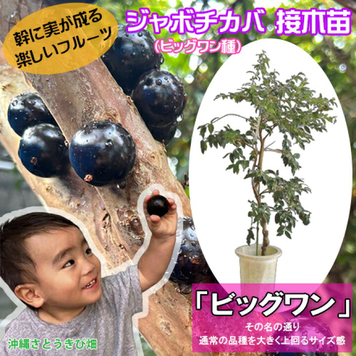 楽天市場】ジャボチカバ苗 （ビッグワン種）接木苗 |沖縄 果物 果実 