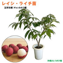 楽天市場】ライチ 宮崎（花・ガーデン・DIY）の通販