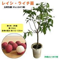 レイシ・ライチ苗　玉荷包種(ギョッカホウ種)　取木　3年苗　　|沖縄 果物 果実 フルーツ デザート おや…