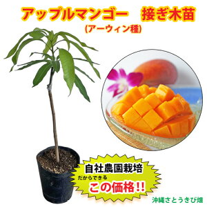 yД_ڂؕczAbv}S[ciA[EBj