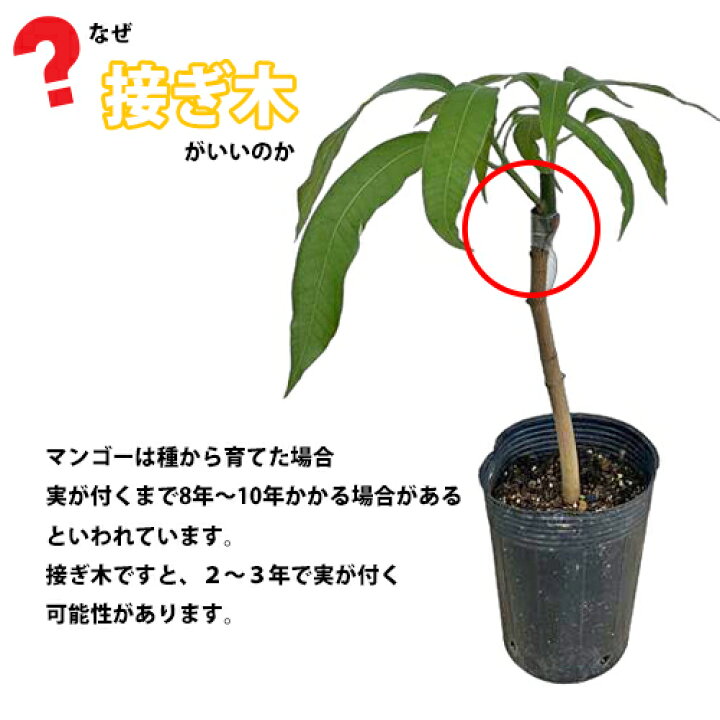 楽天市場】【自社農園接ぎ木苗】キンコウマンゴー苗（金煌苗） |沖縄 