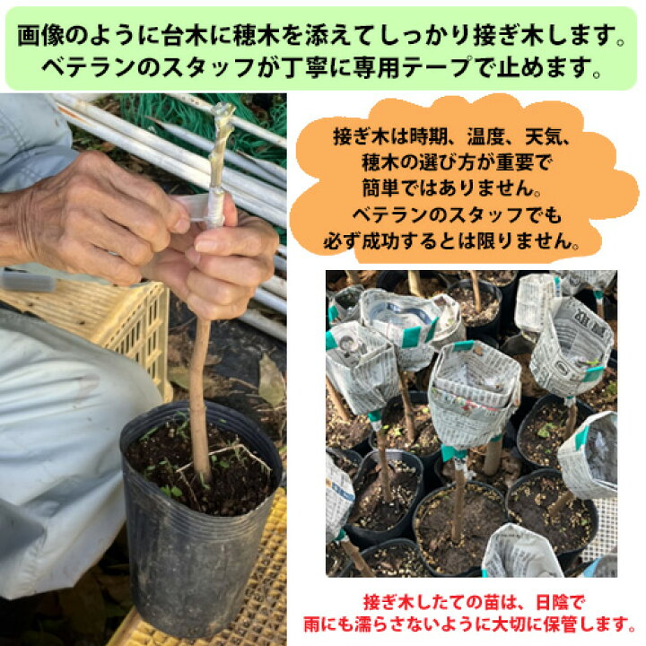 楽天市場】【自社農園接ぎ木苗】キンコウマンゴー苗（金煌苗） |沖縄 