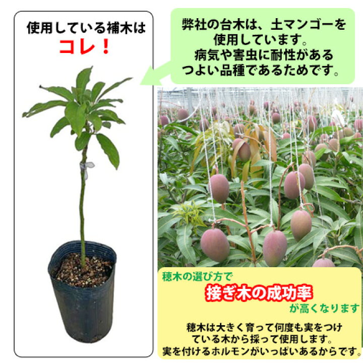 楽天市場】【自社農園接ぎ木苗】キンコウマンゴー苗（金煌苗） |沖縄 