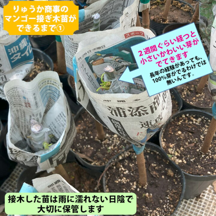 楽天市場】【自社農園接ぎ木苗】キンコウマンゴー苗（金煌苗） |沖縄 