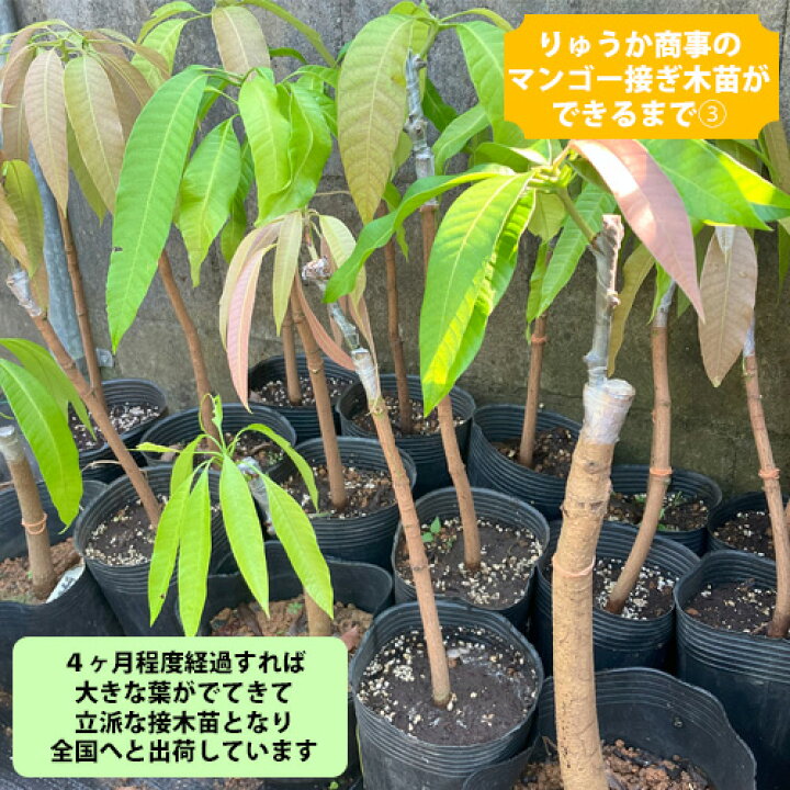 楽天市場】【自社農園接ぎ木苗】キンコウマンゴー苗（金煌苗） |沖縄 