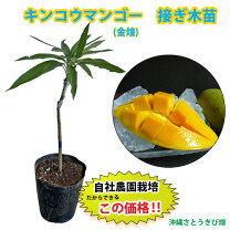 楽天市場】金 蜜 マンゴー（ガーデニング・農業｜花・ガーデン・DIY 