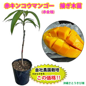 �y���Д_���ڂ��ؕc�z�ԃL���R�E�}���S�[�c�i�ʕ��}���S�[�c�j