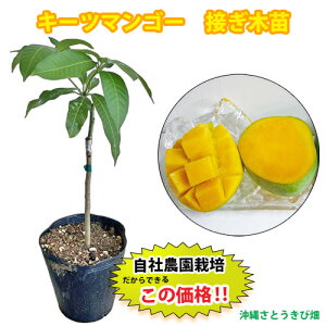 �y���Д_���ڂ��ؕc�z�L�[�c�}���S�[�c