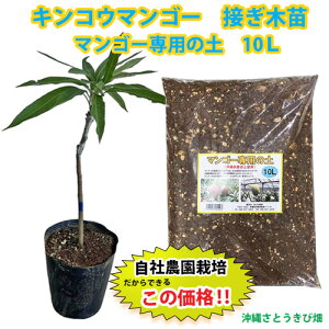 �y���Д_���ڂ��ؕc�z�L���R�E�}���S�[�c�i�����c�j���}���S�[��p�̓y�Z�b�g