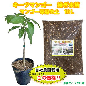 �y���Д_���ڂ��ؕc�z�L�[�c�}���S�[�c���}���S�[��p�̓y�Z�b�g