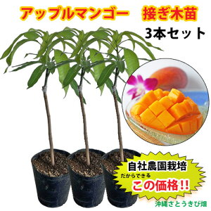 yД_ڂؕczAbv}S[ciA[EBj×3{Zbg