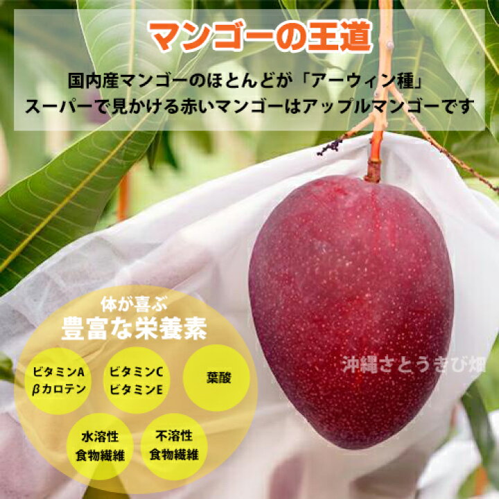 楽天市場】複数枝 アップルマンゴー苗（アーウィン種）接木苗 |沖縄 