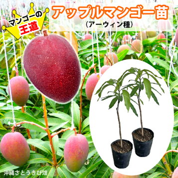 楽天市場】☆レア品種☆入荷しました！【指宿産 紅象牙マンゴー 苗木1 