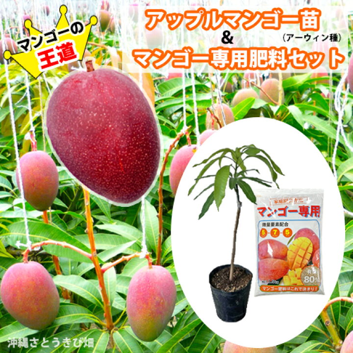 楽天市場】アップルマンゴー苗（アーウィン種）接木苗 マンゴー専用 