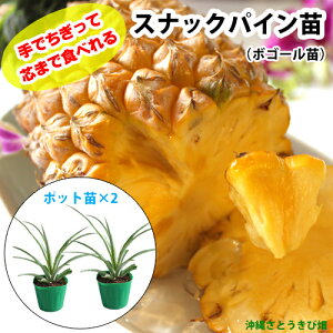 {S[c(XibNpCc)|bgc@2ZbgypCibvcz|@ ʕ ʎ t[c 썑 fU[g  Â ƍ؉ ƒ؉ c܂ŐHׂ