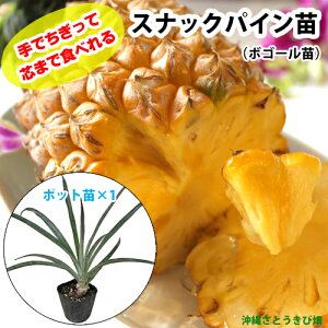 �X�i�b�N�p�C���c(�{�S�[���c)�|�b�g�c�y�p�C�i�b�v���z×1���@|�@���� �ʕ� �ʎ� �t���[�c �썑 �f�U�[�g ����� �Â� ���ƍ؉� �ƒ�؉� �c�܂ŐH�ׂ��