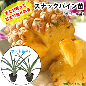 �X�i�b�N�p�C���c(�{�S�[���c)�|�b�g�c�y�p�C�i�b�v���z×2���@|�@���� �ʕ� �ʎ� �t���[�c �썑 �f�U�[�g ����� �Â� ���ƍ؉� �ƒ�؉� �c�܂ŐH�ׂ��