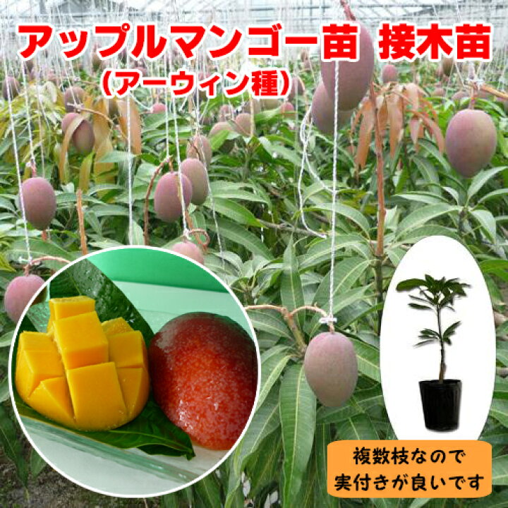 アップルマンゴー苗（アーウィン種）接木苗 マンゴー専用肥料セット  