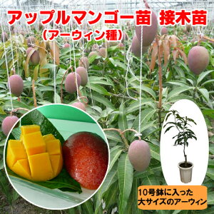 マンゴー苗の人気商品・通販・価格比較 - 価格.com