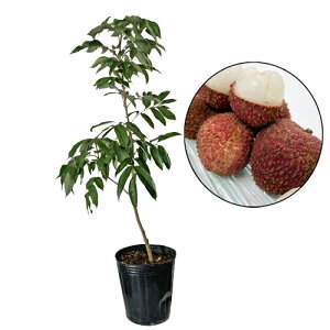 CVEC`c@ʉו(MbJzE)ؕc